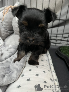 Photo №4. I will sell yorkshire terrier in the city of Indianapolis. breeder - price - 500$