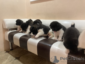 Additional photos: American Akita puppies black and white color