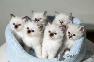 Photo №1. birman - for sale in the city of Altdorf | 329$ | Announcement № 151633