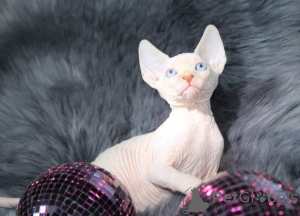 Photo №2 to announcement № 58437 for the sale of sphynx cat - buy in United States breeder