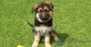 Photo №1. german shepherd - for sale in the city of Birštonas | negotiated | Announcement № 159980