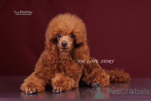 Photo №2 to announcement № 111800 for the sale of poodle (toy) - buy in Ukraine breeder