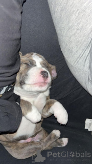 Photo №4. I will sell american bulldog in the city of 665 Site Colonia. private announcement - price - 860$
