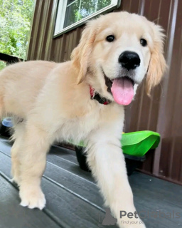 Photo №2 to announcement № 120381 for the sale of golden retriever - buy in Germany private announcement