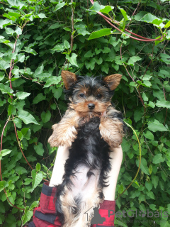 Additional photos: Loving Yorkshire Terrier puppy ready for sale.
