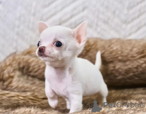 Photo №1. chihuahua - for sale in the city of Södertälje | 423$ | Announcement № 126620