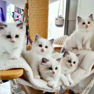 Photo №1. ragdoll - for sale in the city of Cologne | 258$ | Announcement № 155936