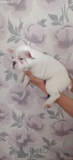 Additional photos: Adorable French bulldog puppies