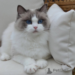 Photo №2 to announcement № 156268 for the sale of ragdoll - buy in Italy private announcement