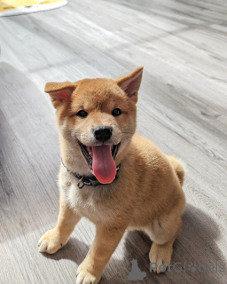 Photo №1. shiba inu - for sale in the city of Bratislava | negotiated | Announcement № 178023