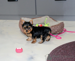 Photo №2 to announcement № 172123 for the sale of yorkshire terrier - buy in Japan 
