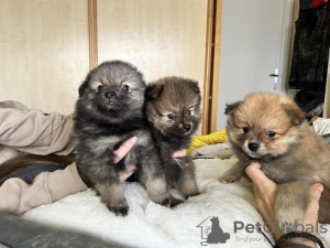 Additional photos: Pomerania