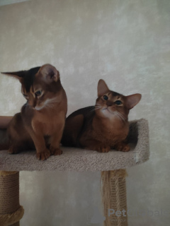 Photo №2 to announcement № 50495 for the sale of abyssinian cat - buy in Russian Federation breeder