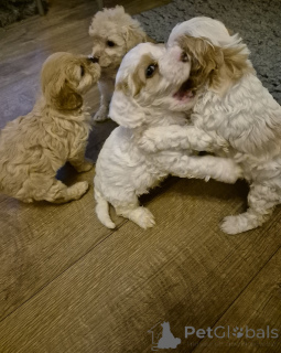 Photo №3. Beautiful Cavapoo puppies. Ireland