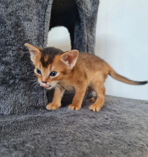 Photo №1. abyssinian cat - for sale in the city of Pritzwalk | 361$ | Announcement № 169540