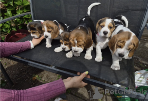 Photo №1. beagle - for sale in the city of Limassol | negotiated | Announcement № 168872