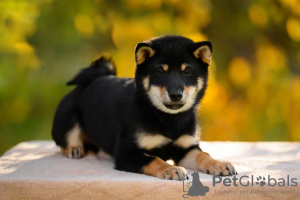 Photo №2 to announcement № 29449 for the sale of shiba inu - buy in Russian Federation breeder