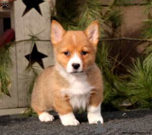 Photo №1. welsh corgi - for sale in the city of Lindos | 571$ | Announcement № 63550
