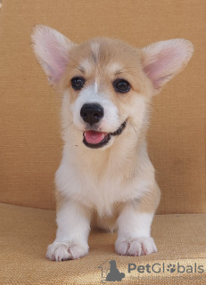 Photo №2 to announcement № 114855 for the sale of welsh corgi - buy in Serbia breeder