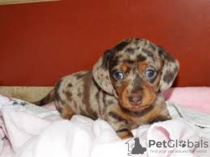 Photo №1. dachshund - for sale in the city of Kishinev | negotiated | Announcement № 124379