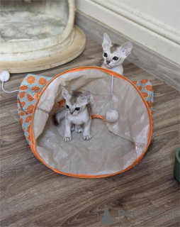 Photo №1. singapura cat - for sale in the city of Erkner | 361$ | Announcement № 155127