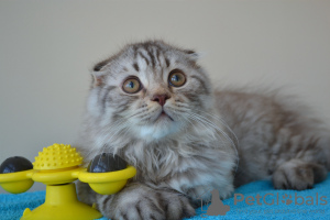 Photo №1. scottish fold - for sale in the city of Warsaw | 420$ | Announcement № 24365