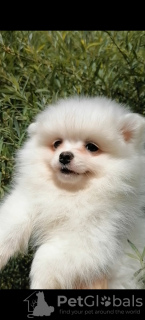 Photo №1. pomeranian - for sale in the city of Minsk | 170$ | Announcement № 54505