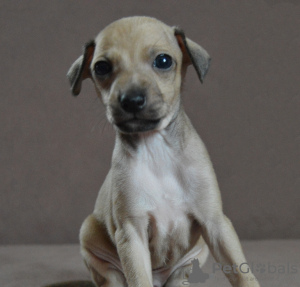 Photo №4. I will sell italian greyhound in the city of Москва. from nursery - price - 812$
