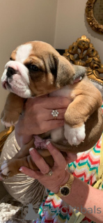 Photo №3. Intelligent English Bulldog Puppies available now for sale to new homes. Spain