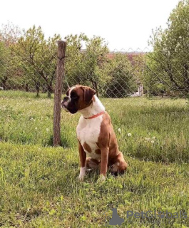 Photo №2 to announcement № 114832 for the sale of boxer - buy in Serbia 