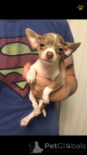 Photo №2 to announcement № 136951 for the sale of chihuahua - buy in Switzerland breeder