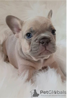 Photo №2 to announcement № 111541 for the sale of french bulldog - buy in Germany private announcement