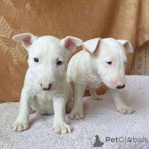 Photo №3. Cute Bull Terrier puppies for sale. Business WhatsApp 4915781334108. Lithuania