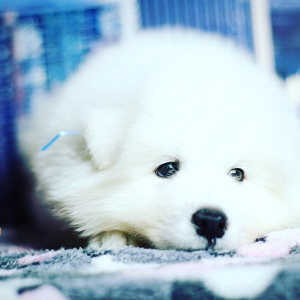 Photo №2 to announcement № 4141 for the sale of samoyed dog - buy in Russian Federation private announcement