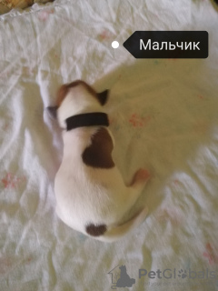 Photo №1. jack russell terrier - for sale in the city of Новодмитриевская | 130$ | Announcement № 70383