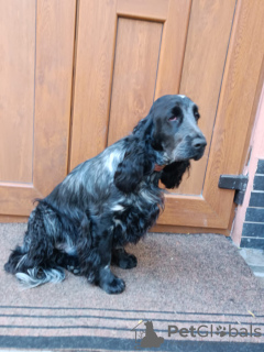 Photo №2 to announcement № 121887 for the sale of english cocker spaniel - buy in Moldova breeder