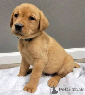 Photo №2 to announcement № 157839 for the sale of labrador retriever - buy in United Kingdom private announcement