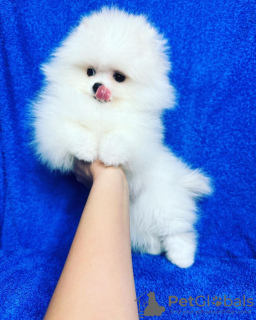 Photo №1. pomeranian - for sale in the city of Тилбург | 350$ | Announcement № 107455
