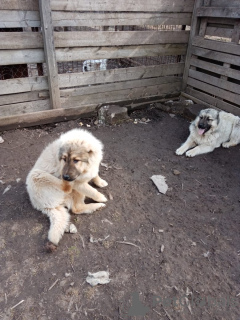 Additional photos: Caucasian Shepherd Puppies