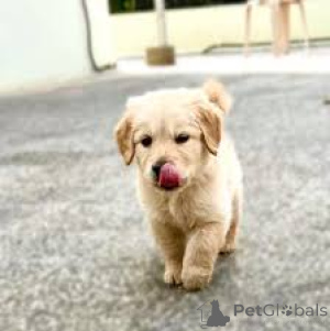 Photo №3. Golden Retriever Welpen zu verkaufen. Austria