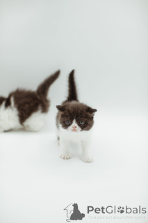 Photo №2 to announcement № 144556 for the sale of persian cat - buy in Germany breeder