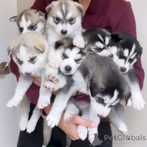 Photo №1. siberian husky - for sale in the city of Charlotte | 900$ | Announcement № 157283