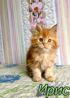 Photo №1. maine coon - for sale in the city of St. Petersburg | 467$ | Announcement № 7714