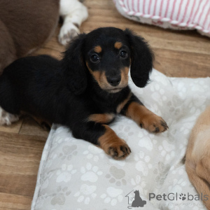 Photo №3. Top Quality Mini Dachshund Puppies Raised with Care and Love. Germany
