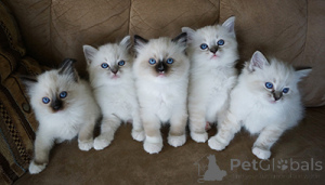Photo №2 to announcement № 135767 for the sale of ragdoll - buy in Germany private announcement