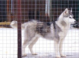 Photo №4. I will sell siberian husky in the city of Москва. breeder - price - 570$