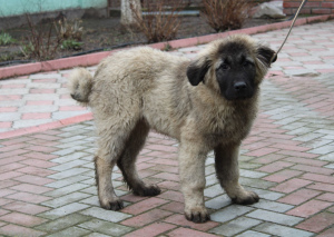 Photo №3. Caucasian Shepherd Dogs, 2 months old puppies, with KSU / FCI metric. Ukraine