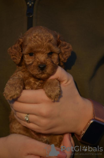 Additional photos: Mini Poodle, apricot color