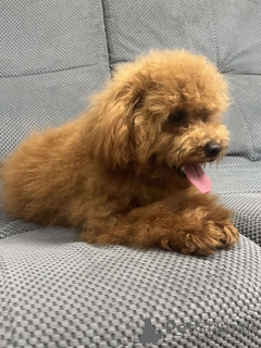 Photo №4. I will sell poodle (toy) in the city of Kiev. private announcement, from nursery, breeder - price - 1548$