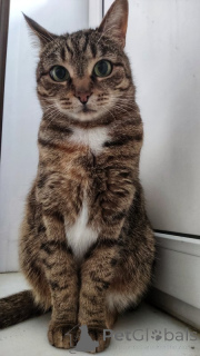 Photo №1.  - for sale in the city of Москва | Is free | Announcement № 143397